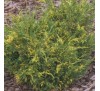 Можжевельник китайский  Плюмоза Ауреовариегата (Plumosa Aureovariegata) С2.